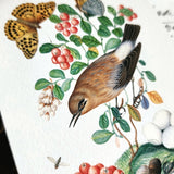Birds, Berries and Butterflies - Pack of Custom Note Cards - The Punctilious Mr. P's Place Card Co.