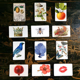 showing The Punctilious Mr. P's Place Card Co. Four Season 12 packs of Place Cards upright  on a chinoiserie table featuring theme such as lemons, mushrooms, apples, crowns, bees, pheasants, birds, seaweed, butterflies, pomegranate and kisses