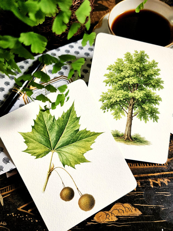 fine note. cards with nature-themed designs including a leaf and sycamore tree on a table with a cup of coffee.