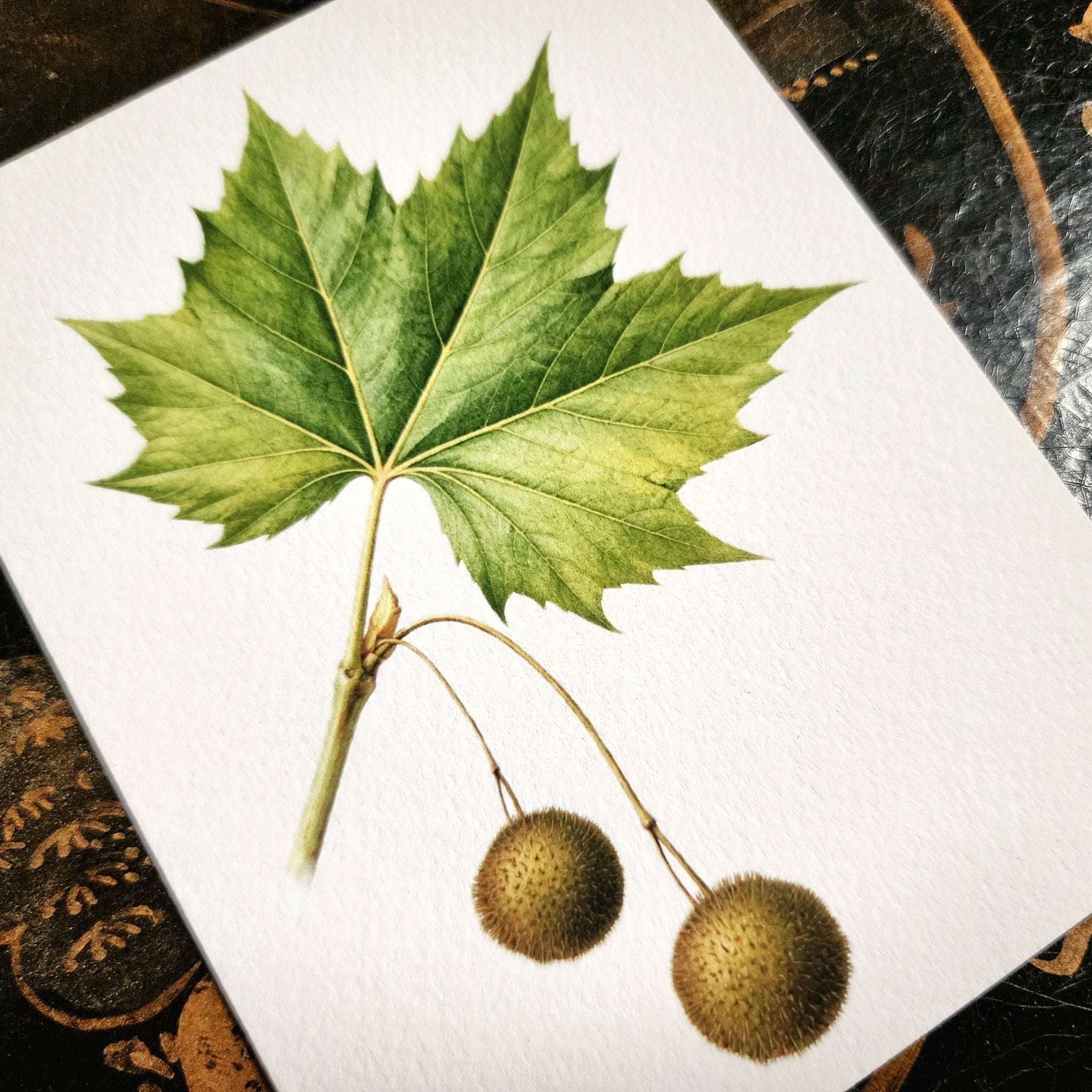 Set/ 12 American Sycamore Tree Custom Note Card Set