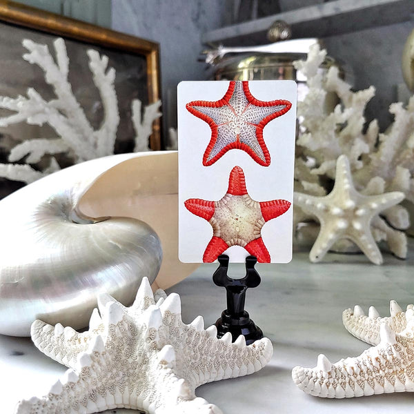 Bicolor Starfish - Custom Place Cards - Upright - The Punctilious Mr. P's Place Card Co.