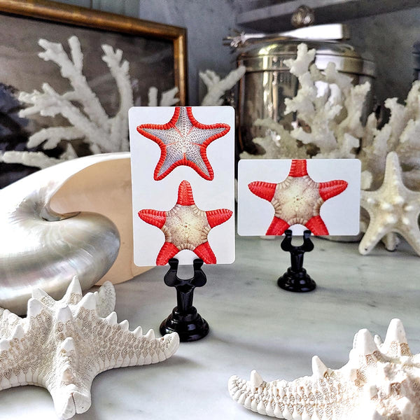 Bicolor Starfish - Custom Place Cards - Upright - The Punctilious Mr. P's Place Card Co.