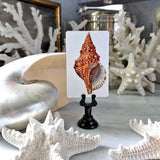 Octopodes & Conch - Custom Place Cards - Upright - The Punctilious Mr. P's Place Card Co.