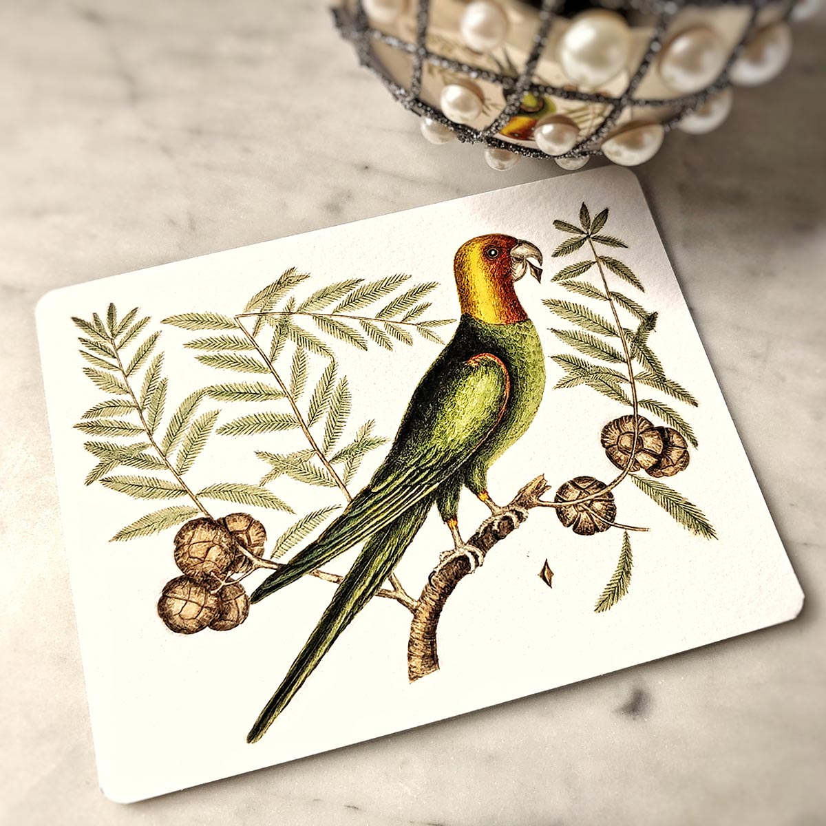 Set/ 12 Parakeets Pack of Custom Note Cards Stationery Set