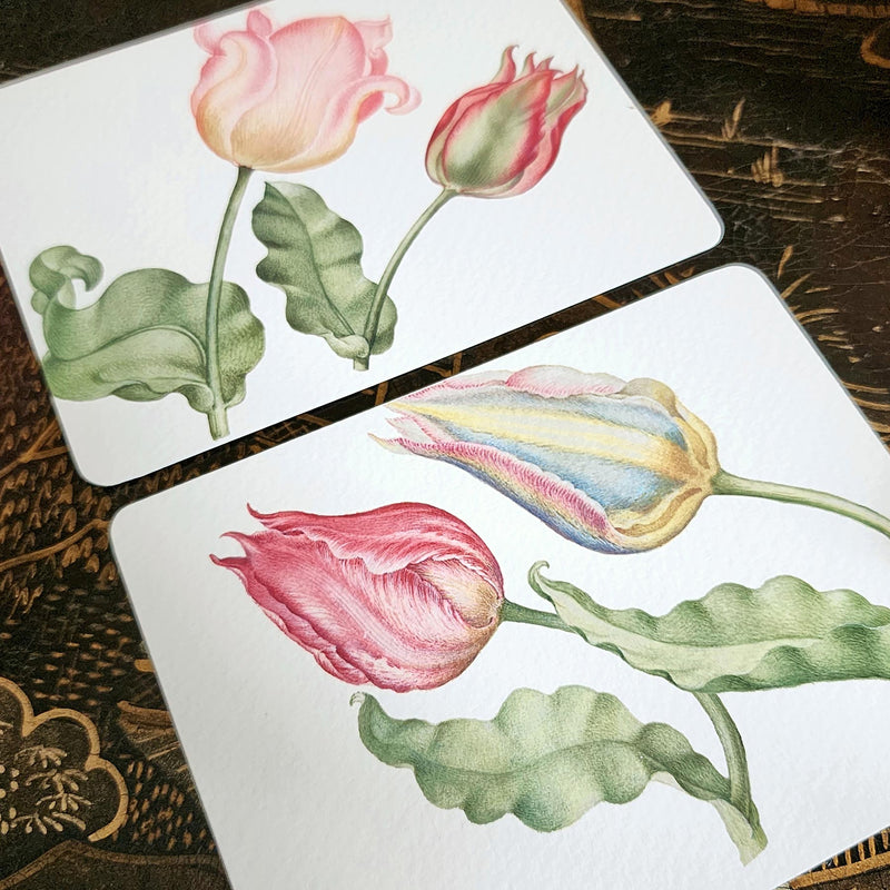 Parrot Tulips - Custom Note Cards - The Punctilious Mr. P's Place Card Co.