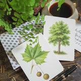 video of Sycamore tree illustrated Note cards with, cup of coffee, and pen on a patterned chinoiserie surface
