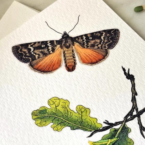detail of moth from The punctilious mr. p's place card co. 'moth + twig' custom note card theme