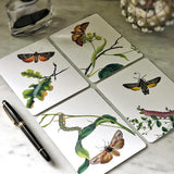 showing all 4 image themes from The punctilious mr. p's place card co. 'moth + twig' custom note card set