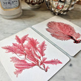 The Punctilious Mr. P's place card co. 'Red Seaweed & Coral' custom note card pack showing both red sea fan and seaweed