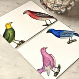 The Punctilious Mr. P's place card co. 'chromatic cuckoo' custom note card pack- showing pink, blue, green and red birds