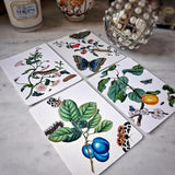 The Punctilious Mr. P's place card co. 'signs of spring' custom note card pack featuring all 4 cards with butterflies and fruit