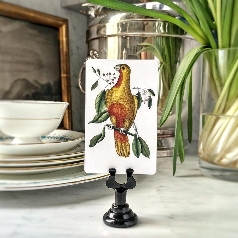 The Punctilious Mr. P's place card co. 'Parakeets' custom place cards